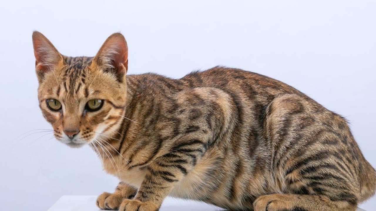 Bengal Cat Care Guide: The Wild-Looking Companion