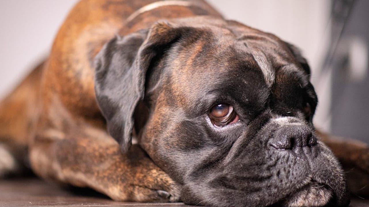 Complete Boxer Care Guide