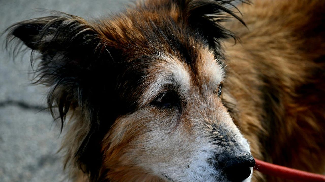 Canine Cognitive Dysfunction (Dog Dementia): Signs & Management