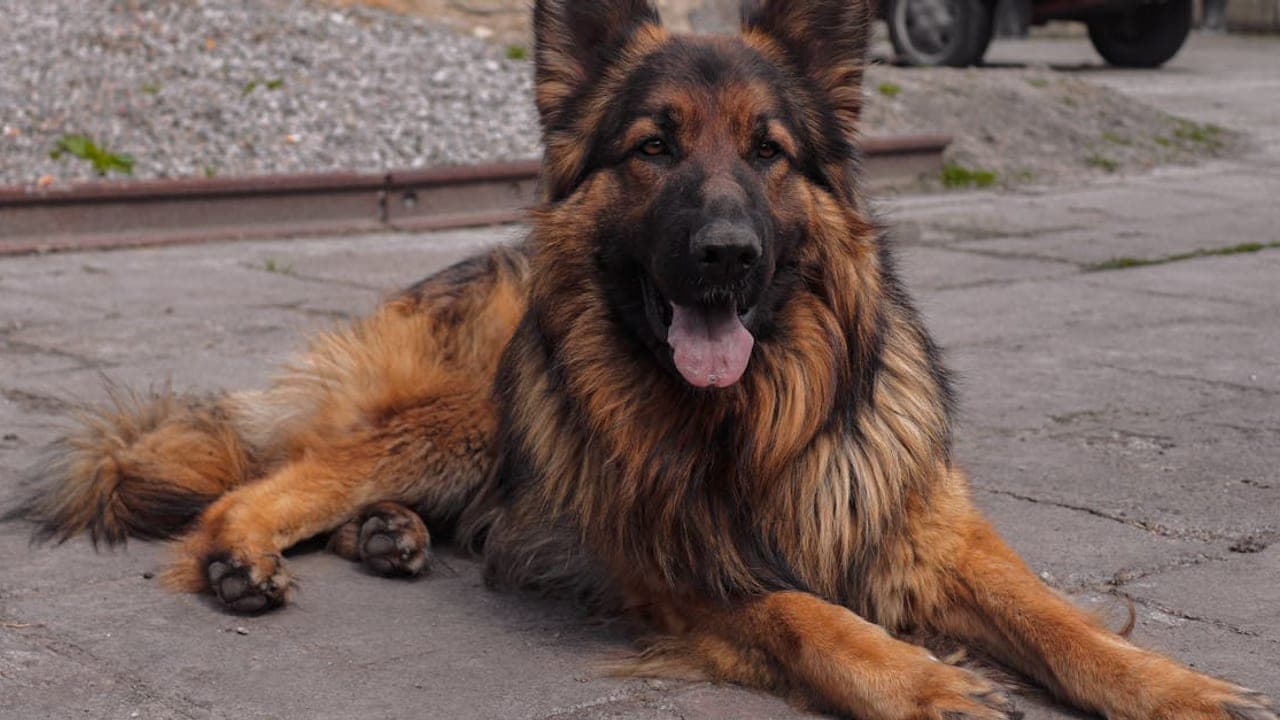 Complete German Shepherd Care Guide