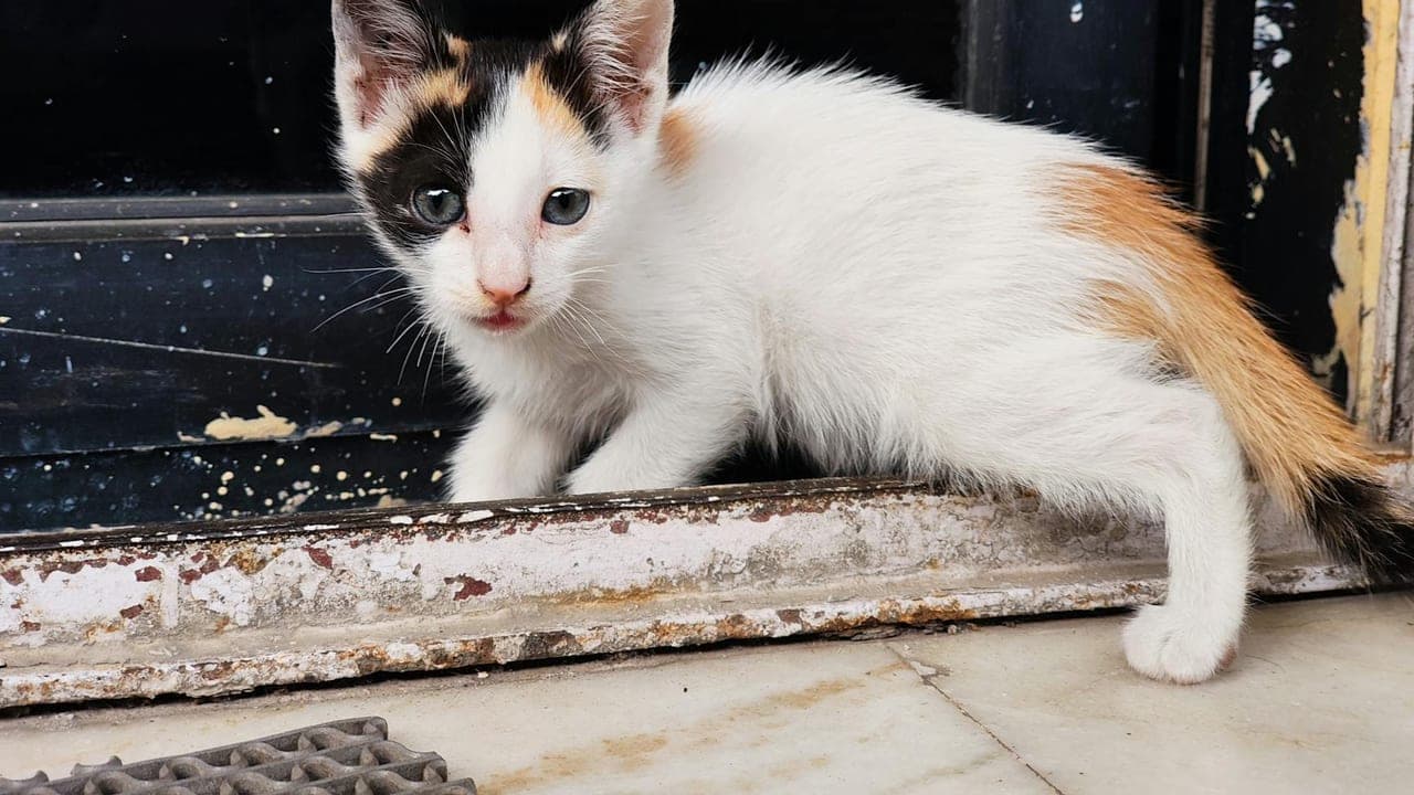 Kitten Care 101: Your Complete First-Year Guide