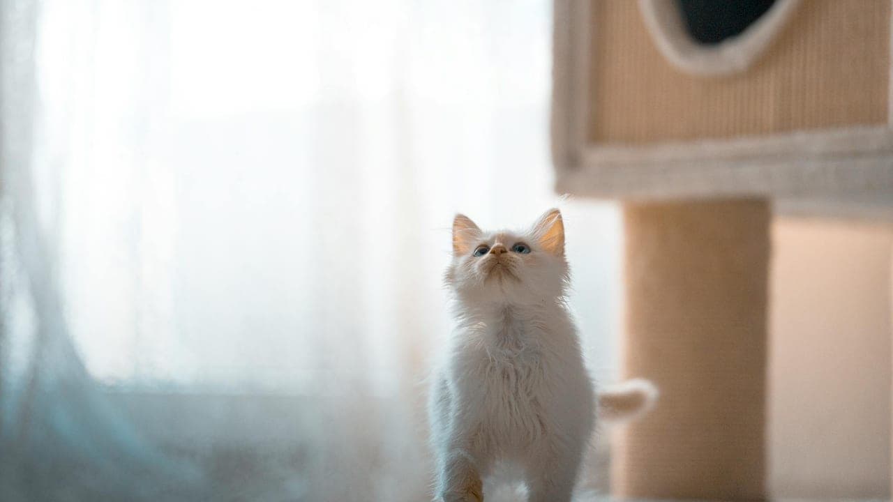 Kitten-Proofing Your Home: The Hazards Owners Miss