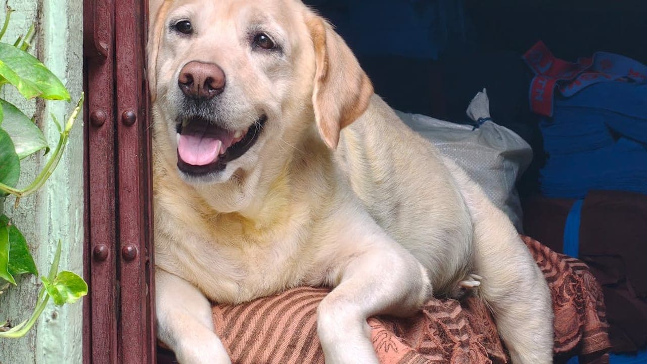 Labrador Retriever Care Guide: Everything You Need to Know