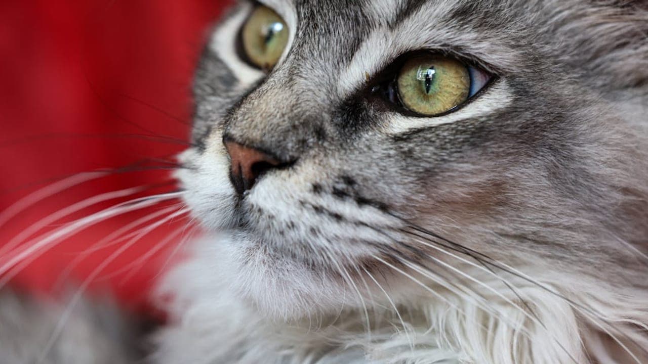 Complete Maine Coon Care Guide