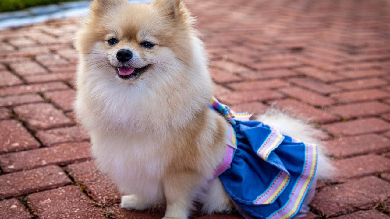 Pomeranian Care Guide: The Fluffy Spitz Companion