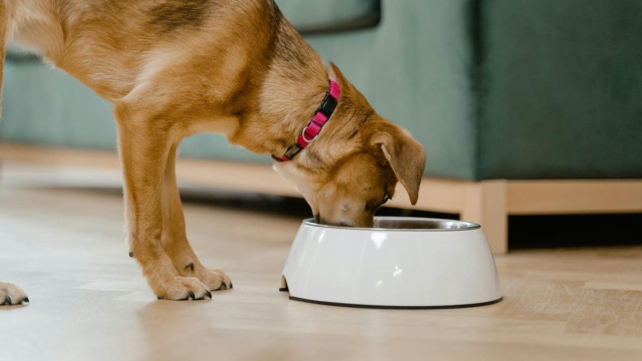 Puppy Feeding by Breed Size: Small, Medium & Large-Breed Plans