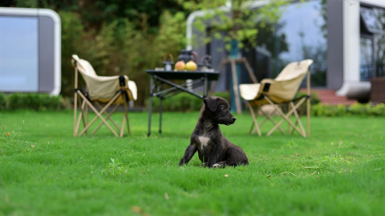 Puppy-Proofing Your Home & Yard: Ranked by Vet-ER Risk