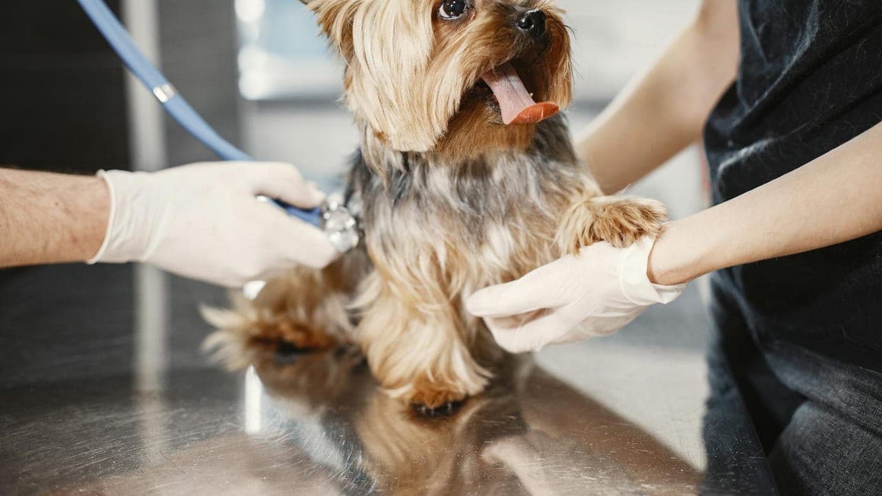 Puppy Vaccination & Deworming Schedule: The First-Year Plan
