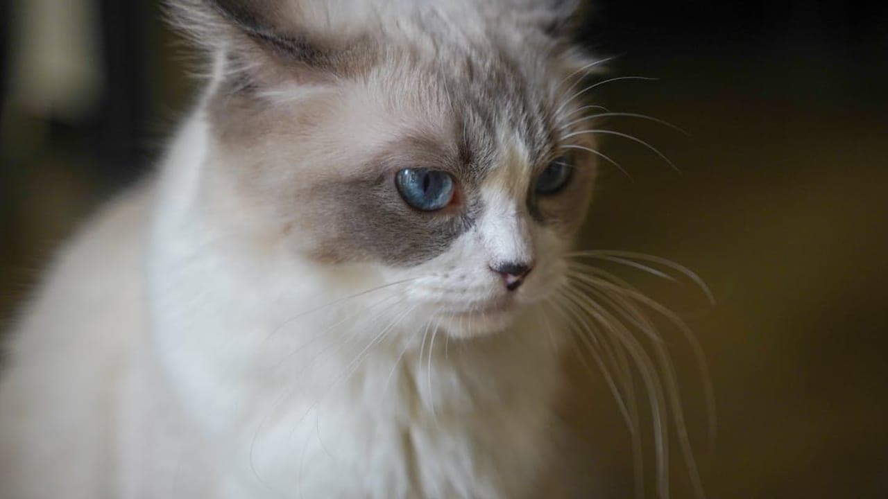 Ragdoll Cat Care Guide: The Gentle Giant