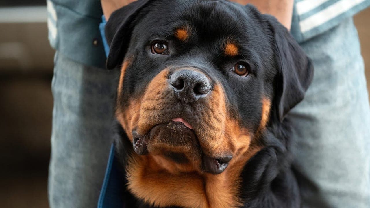 Rottweiler Care Guide: The Loyal Guardian