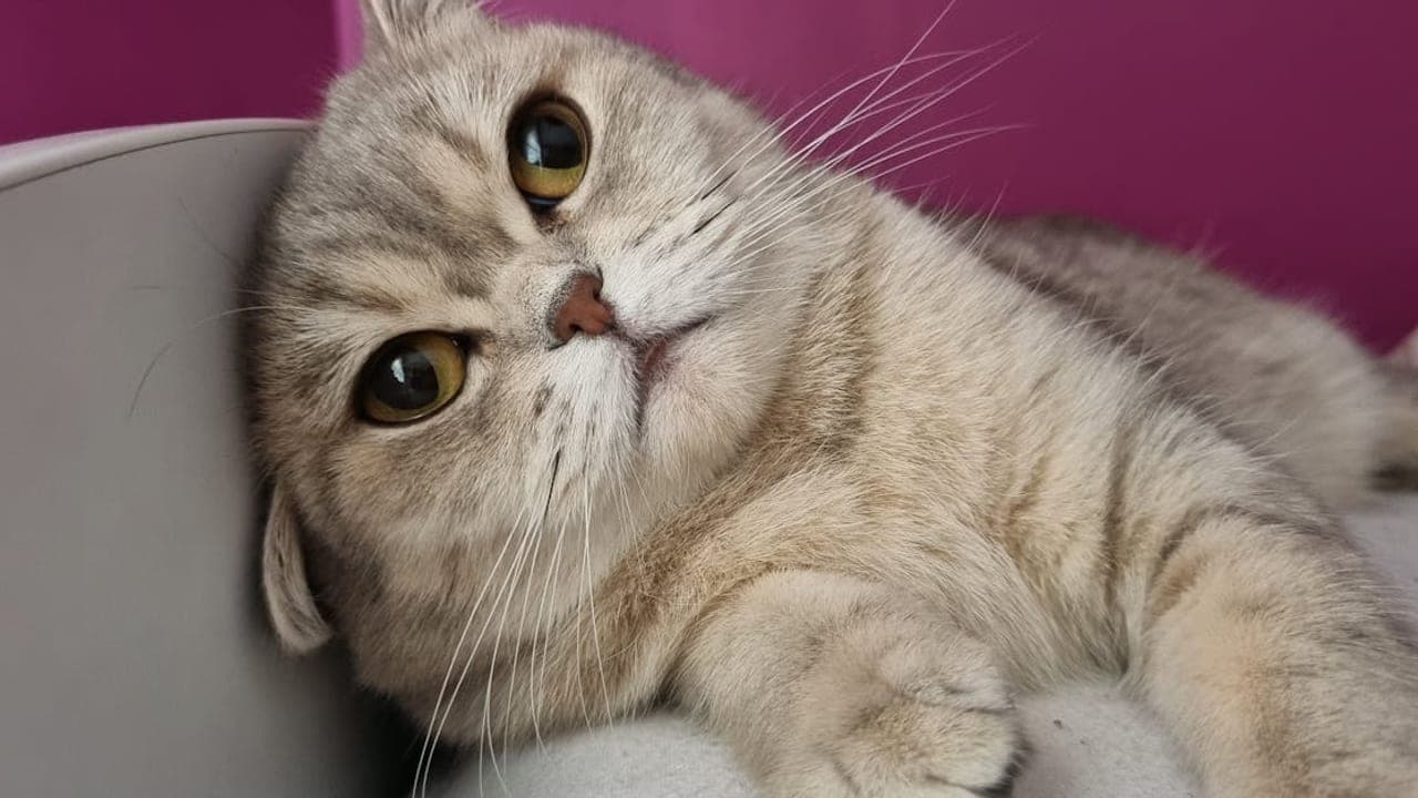 Scottish Fold Cat Care Guide: Understanding the Folded Ear Breed