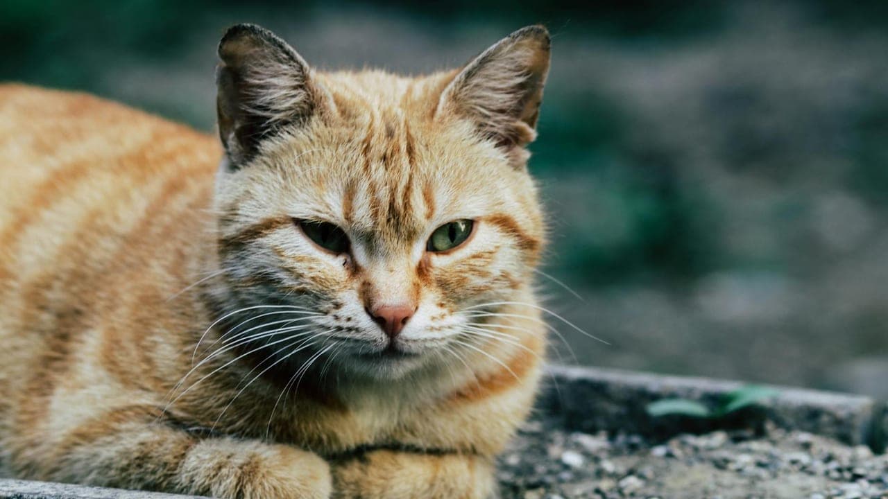 Senior Cat Hyperthyroidism: Weight Loss Despite a Big Appetite
