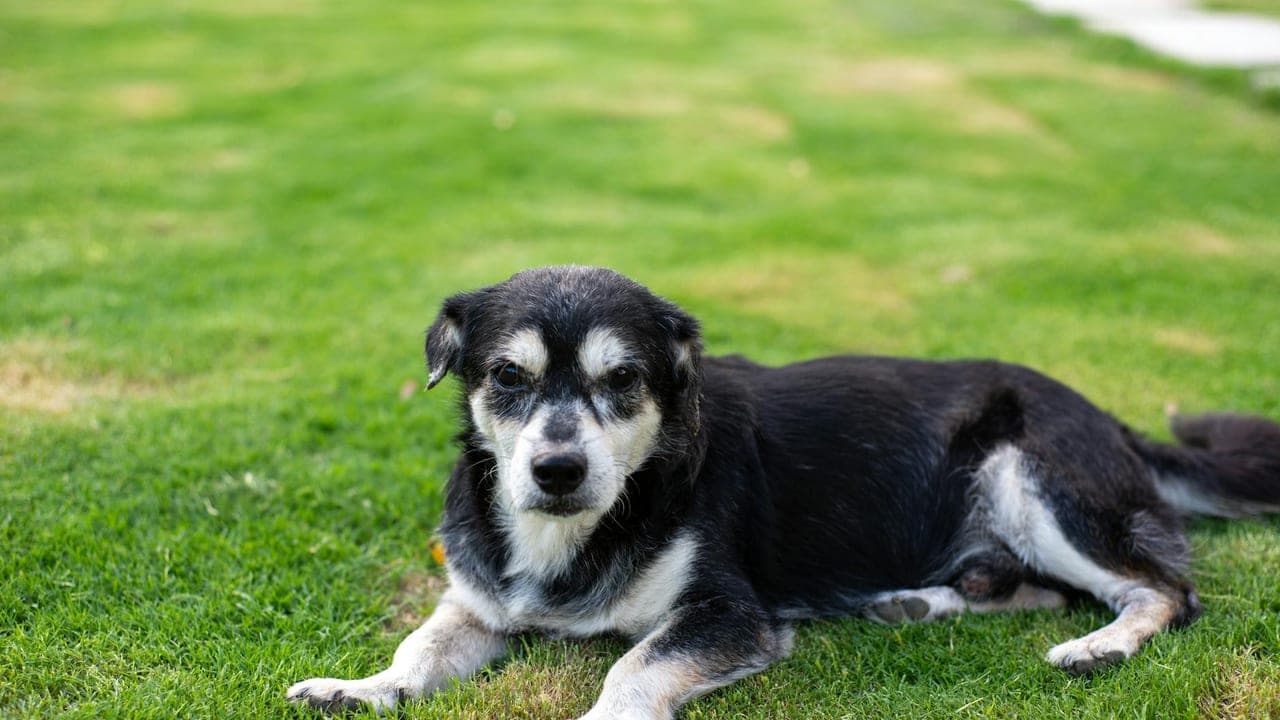 Senior Dog Arthritis & Joint Care: What Actually Slows It