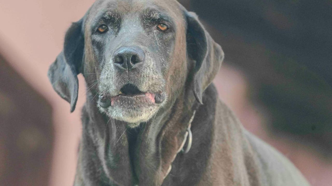 Senior Dog Nutrition After 7: What Changes (and the Protein Myth)