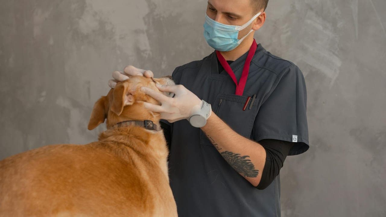 Senior Pet Vet Visits & Bloodwork: What the Panels Catch Early