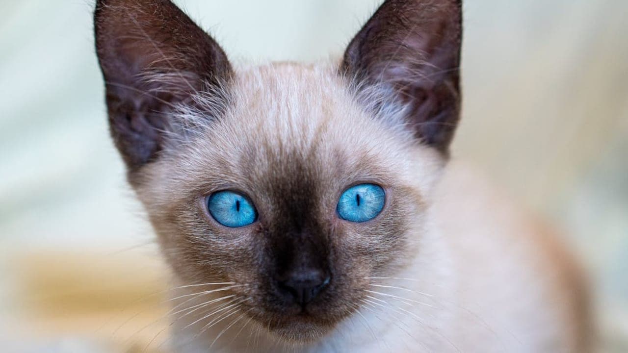 Complete Siamese Cat Care Guide