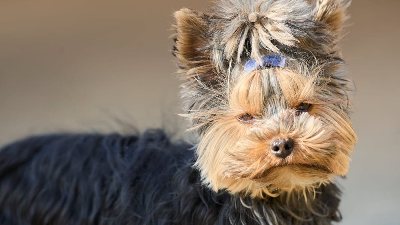 Complete Yorkshire Terrier Care Guide