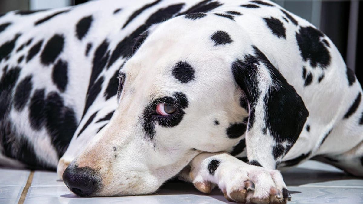 Training My Deaf Dog Taught Me a New Language