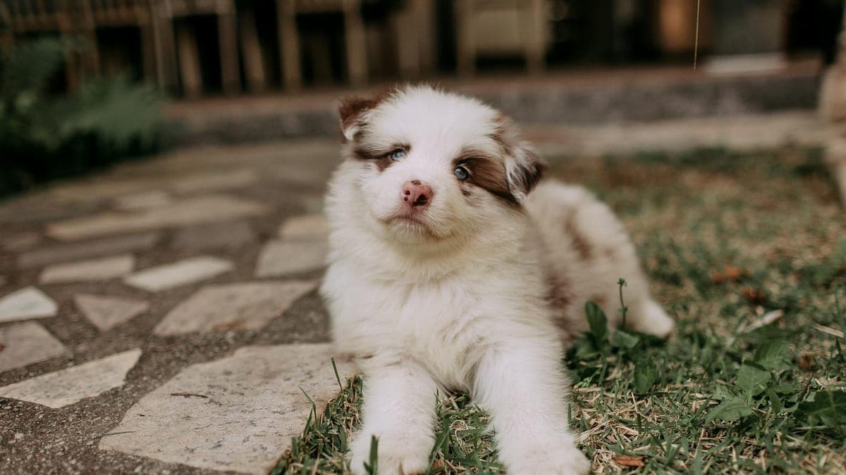 The Reactive Dog Who Became a Therapy Dog