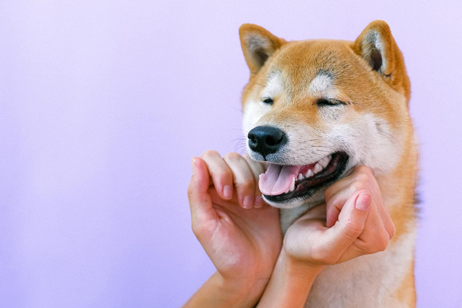 What Pet Is Right for You?