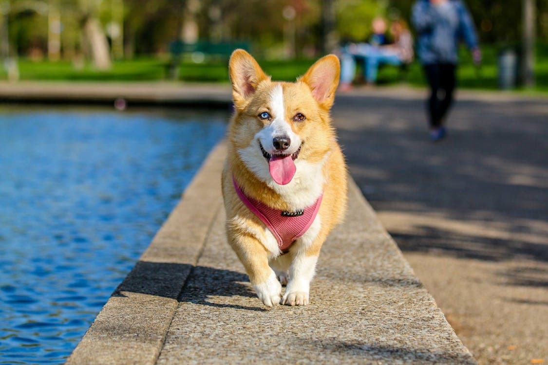 Dog Breed Identifier Quiz
