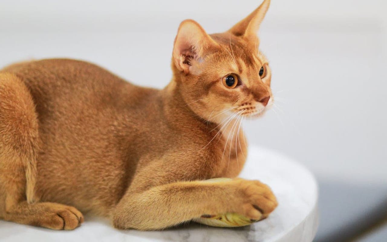 Abyssinian cat breed