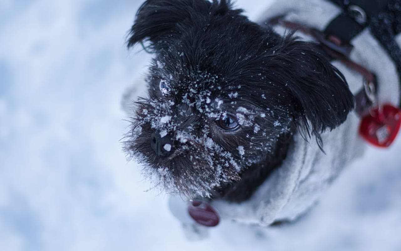 Affenpinscher
