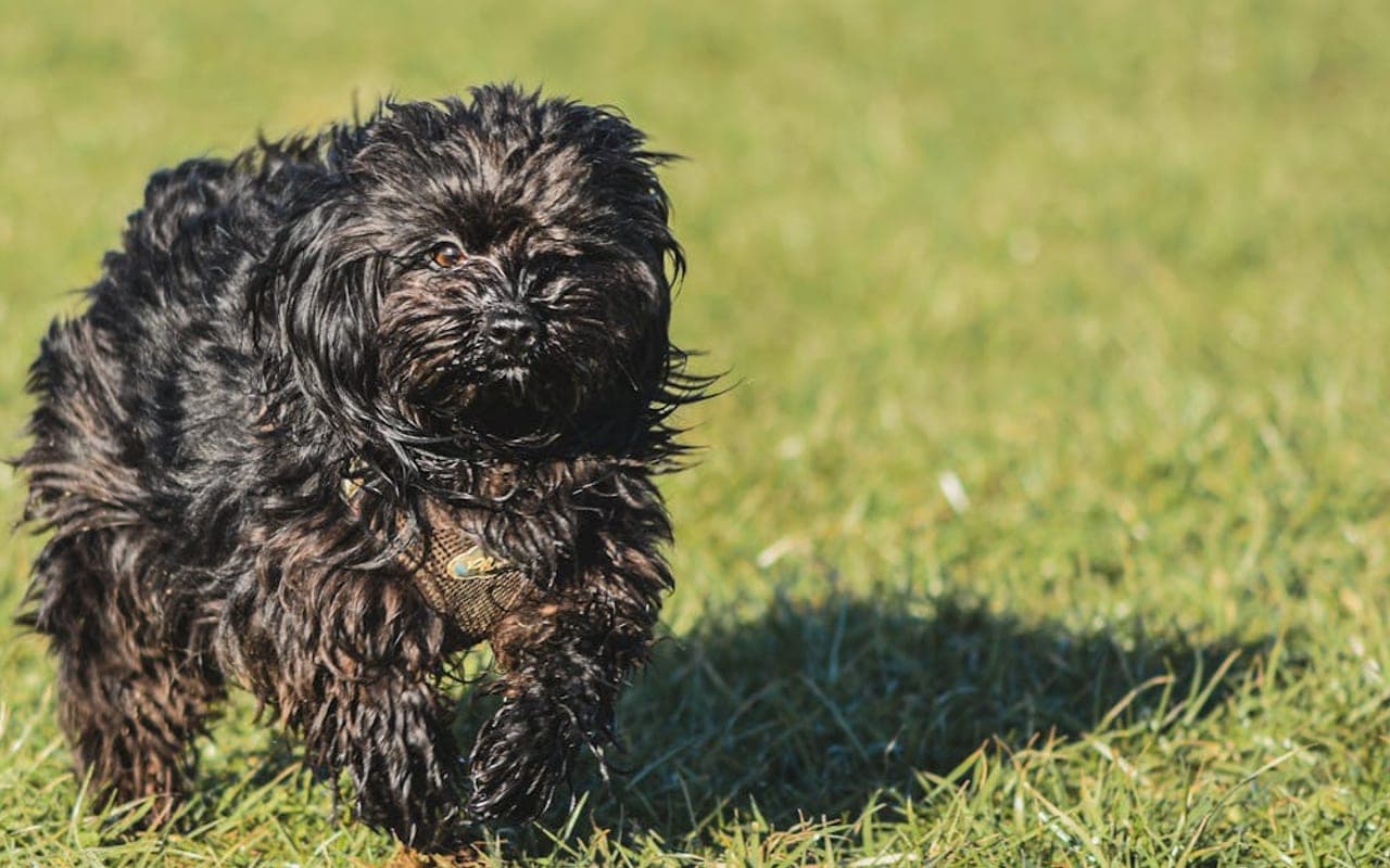 Affenpinscher — gallery 2