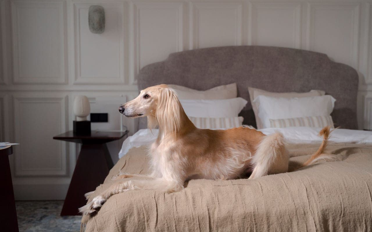 Afghan Hound — photo by Ron Lach (Pexels)