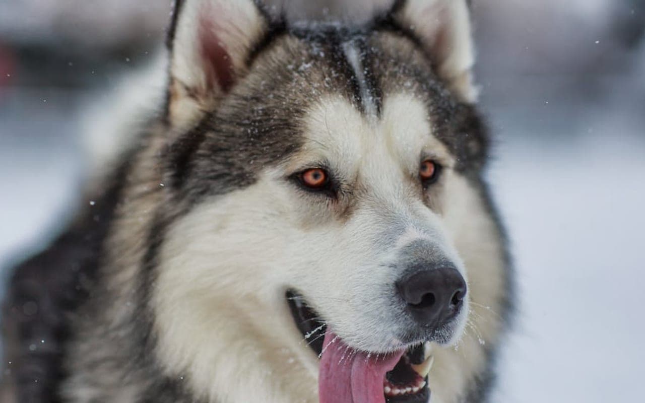 Alaskan Malamute — gallery 3
