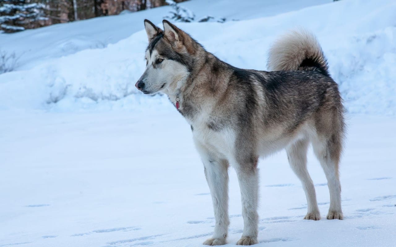 Alaskan Malamute — photo by Mohan Nannapaneni (Pexels)