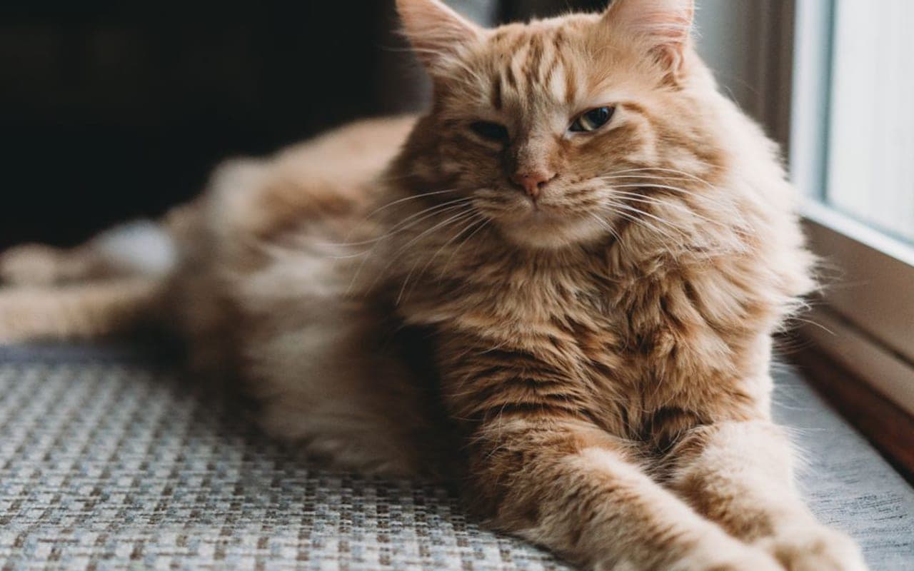 American Bobtail cat breed portrait