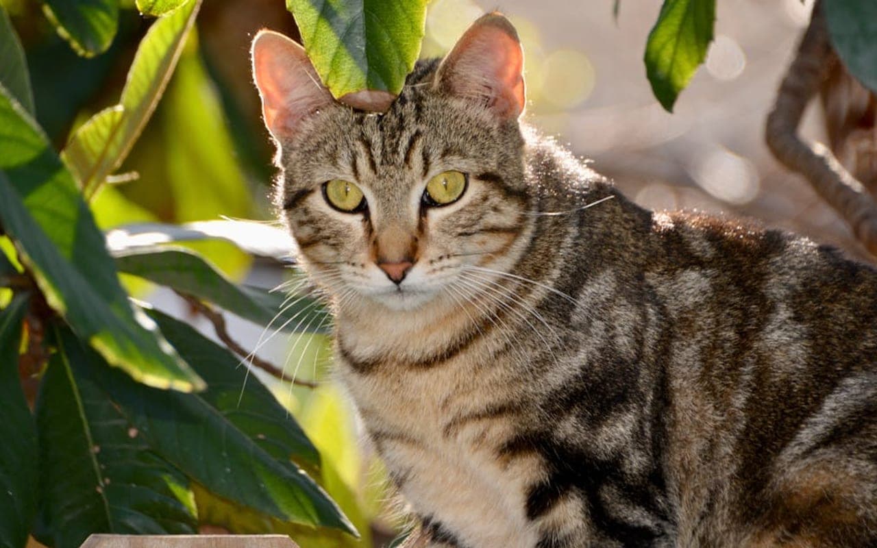 American Bobtail — gallery 2