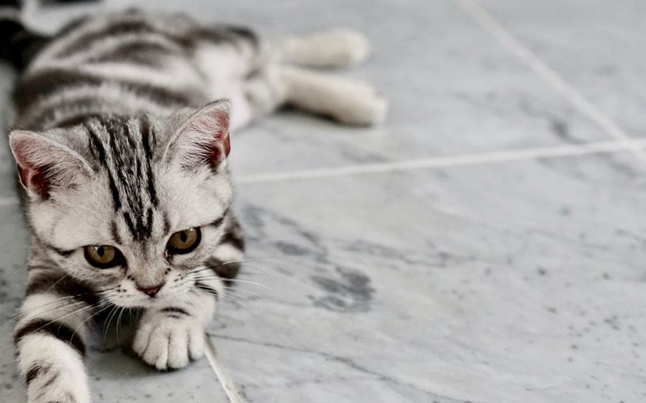 American Shorthair cat breed