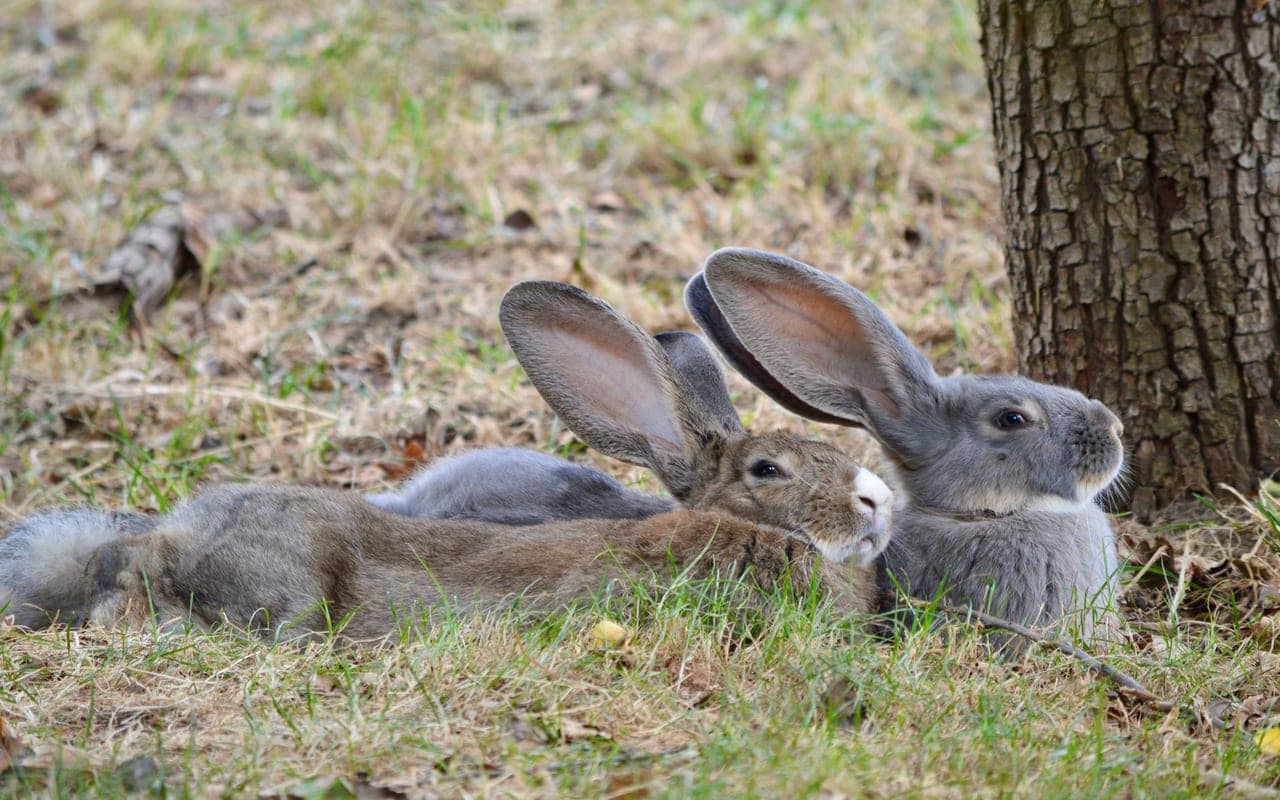 Argente Brun rabbit breed