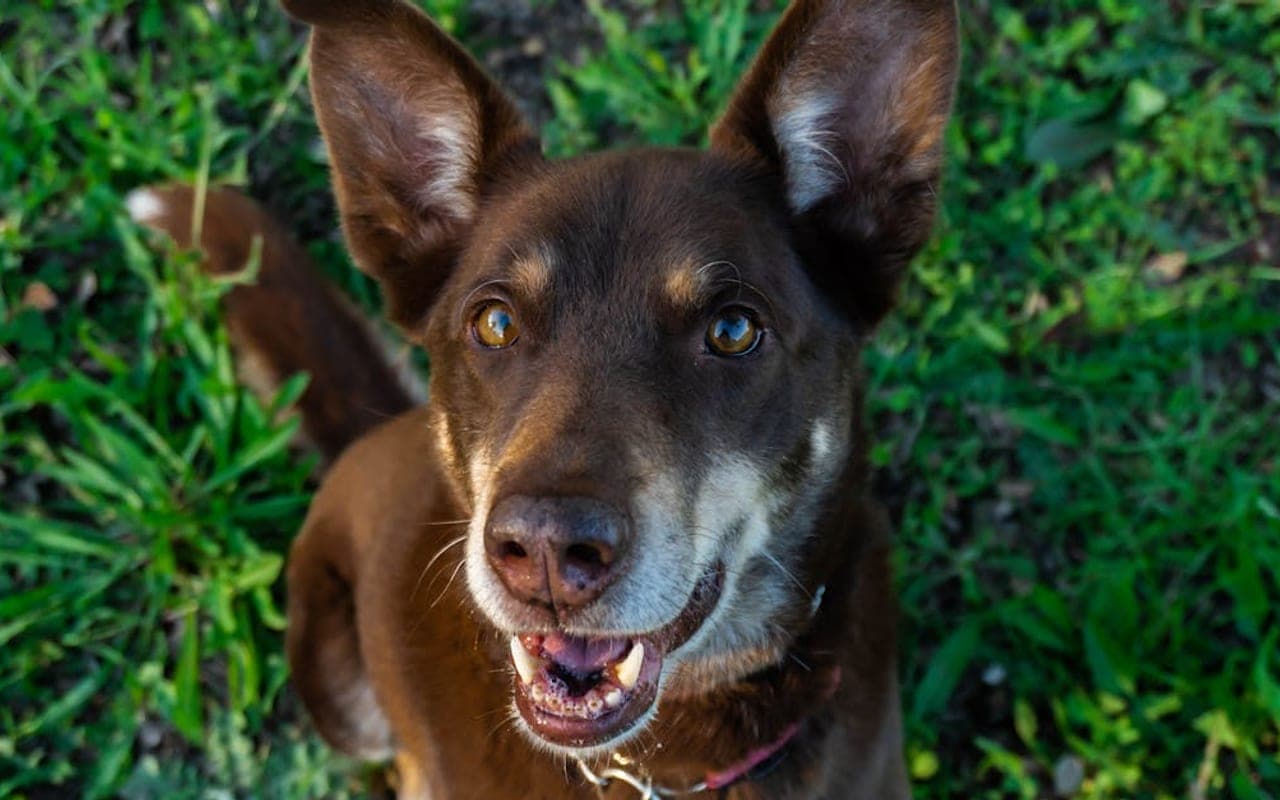 Australian Kelpie dog breed portrait