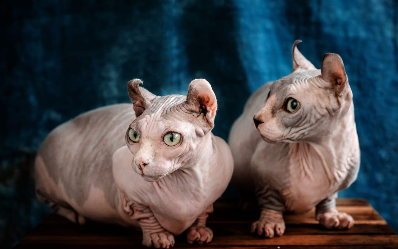 Bambino — photo by Pet foto (Pexels)