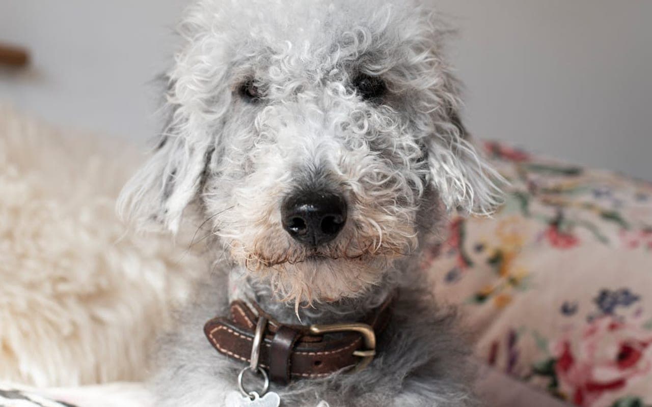 Bedlington Terrier