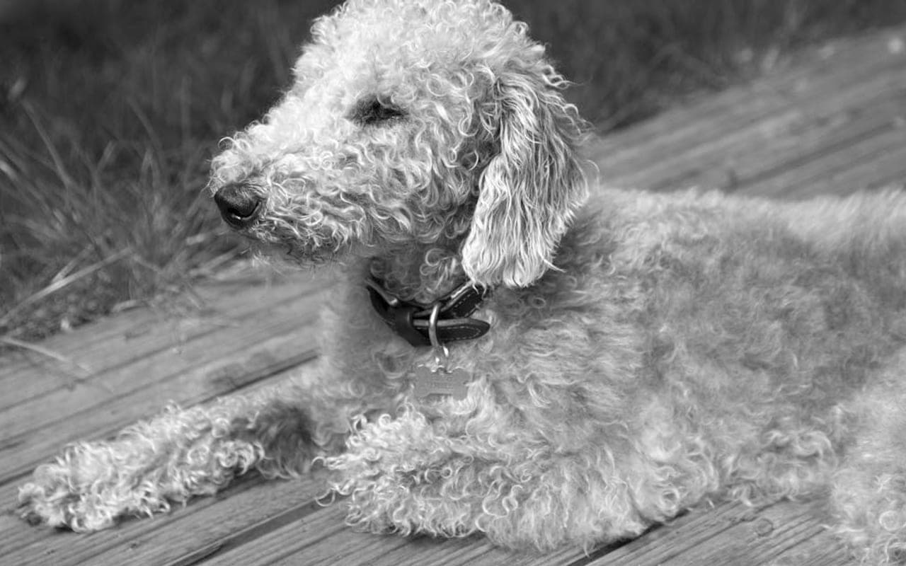 Bedlington Terrier — gallery 2