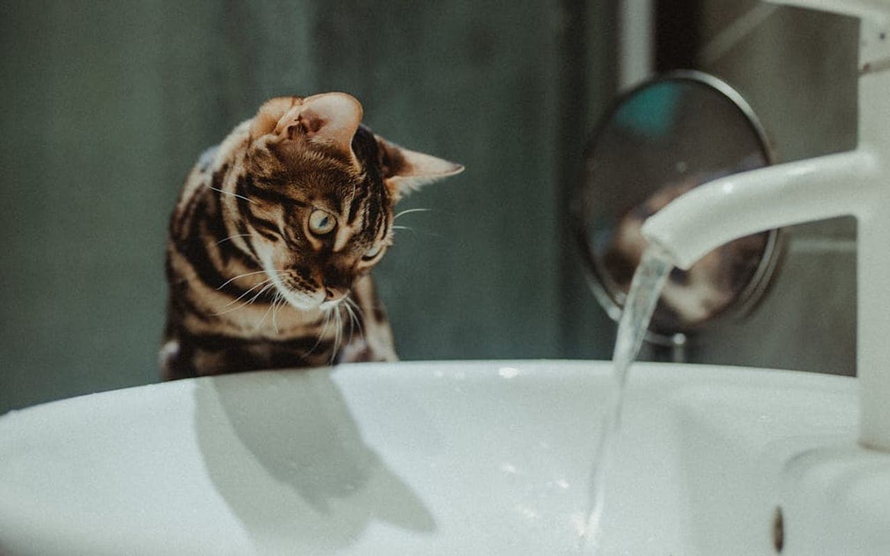 Bengal cat breed