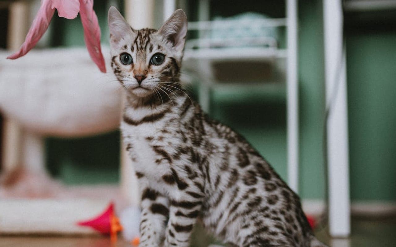 Bengal — gallery 2