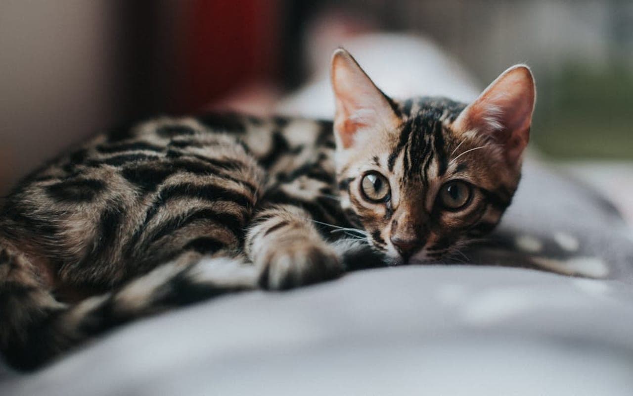 Bengal — gallery 3