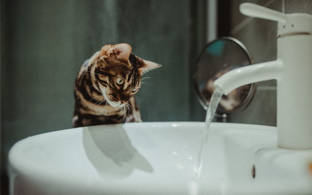 Bengal — photo by Helena Jankovičová Kováčová (Pexels)
