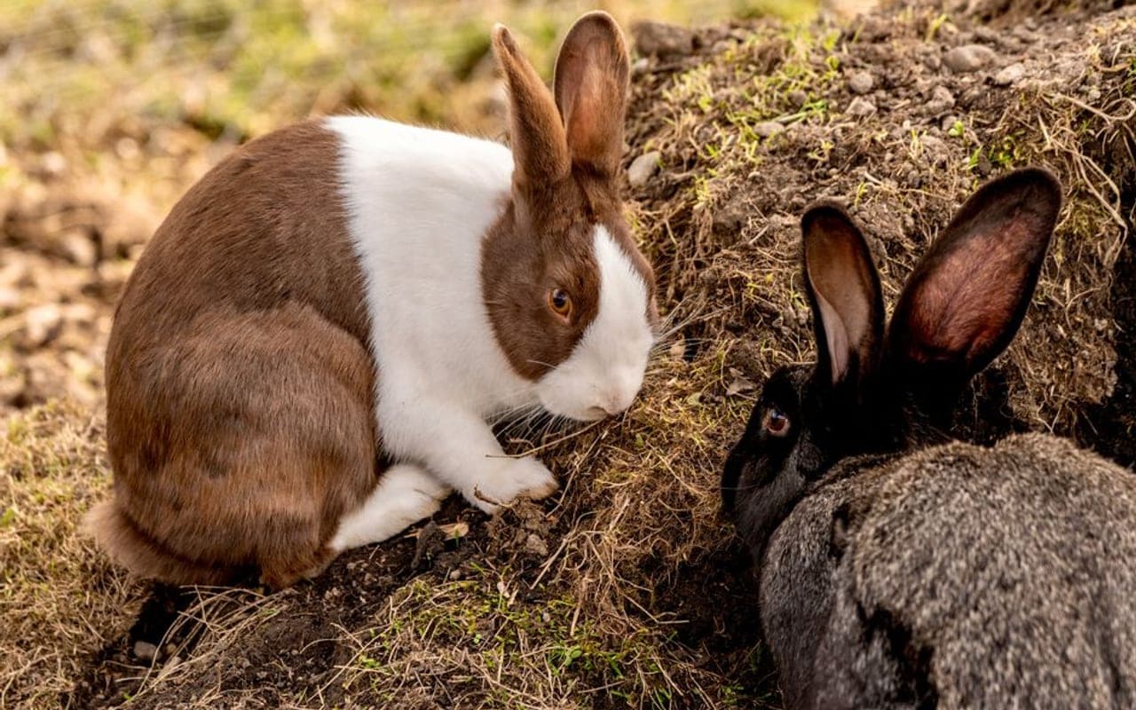 Beveren breed