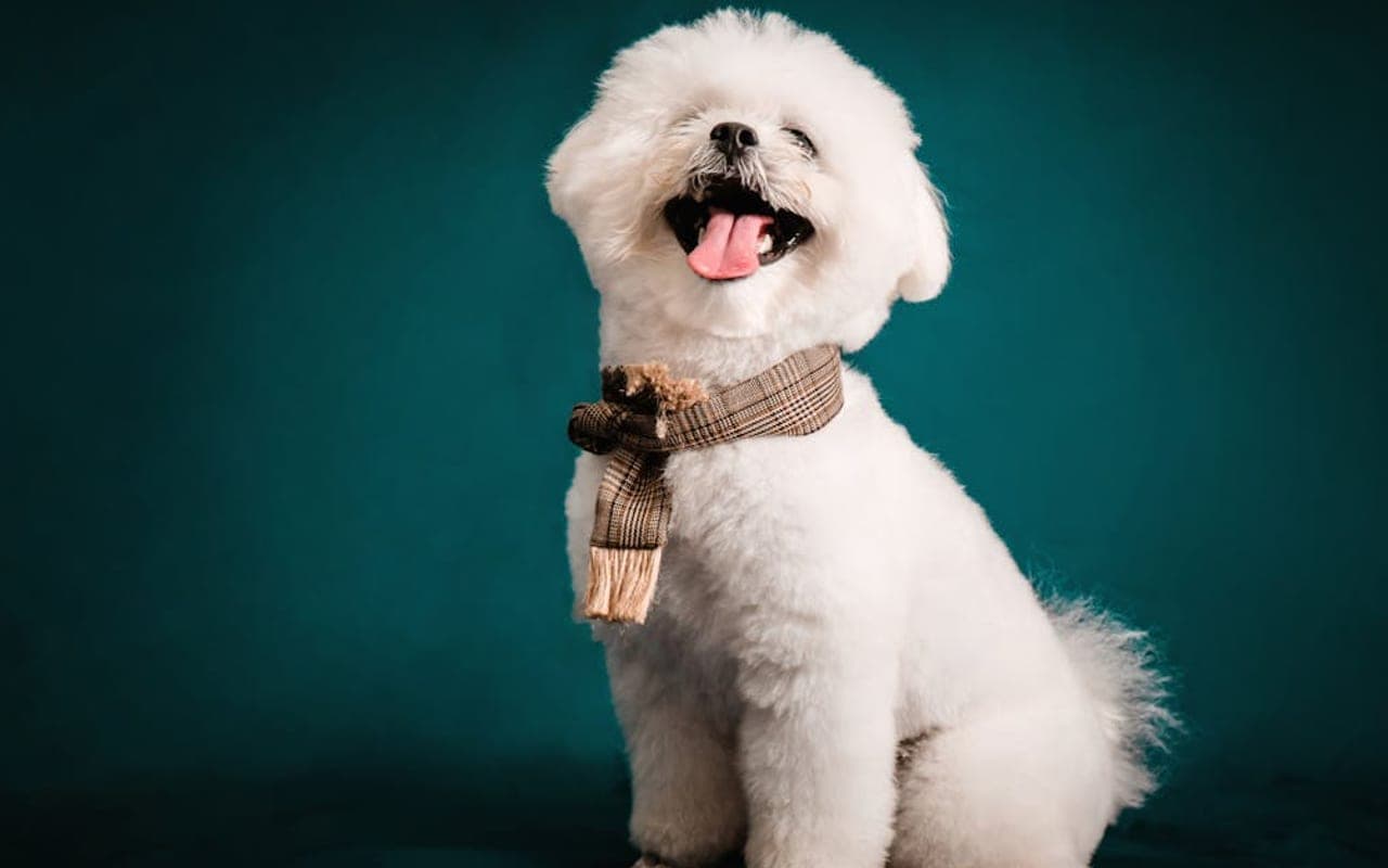 Bichon Frise — gallery 5