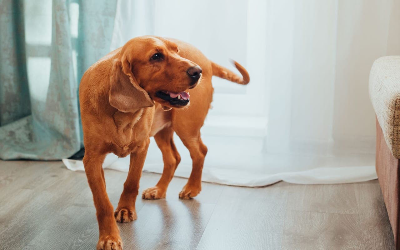 Bloodhound — photo by Ivan Babydov (Pexels)