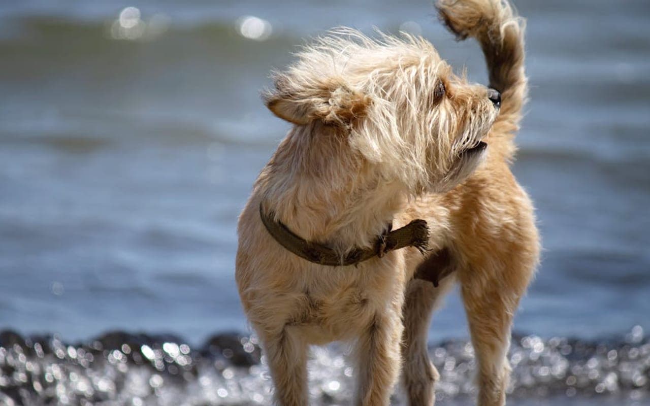 Cairn Terrier — gallery 3