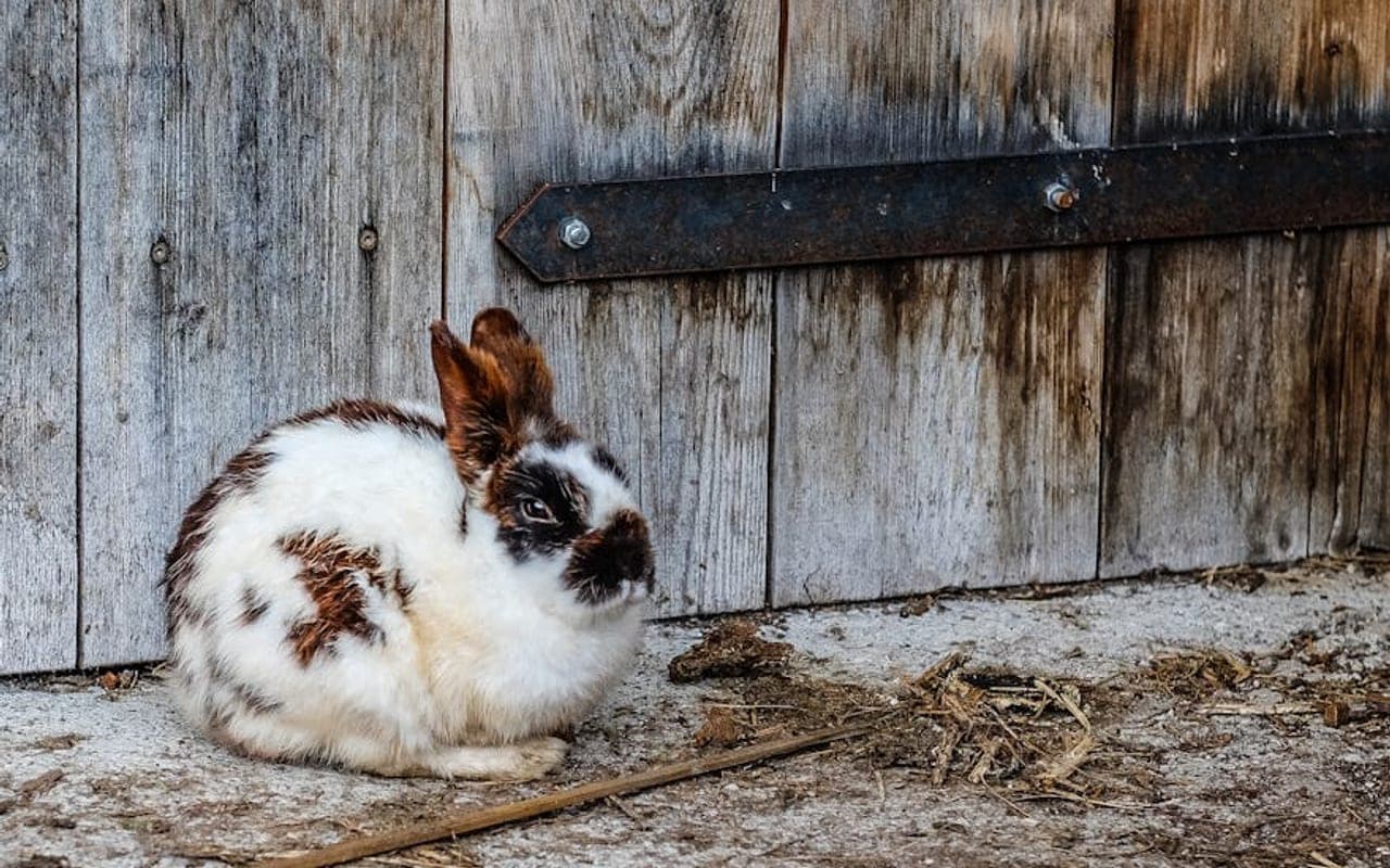 Californian Rabbit Care Guide