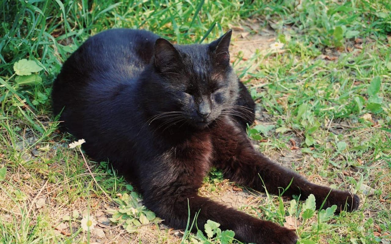 Chantilly-Tiffany cat breed