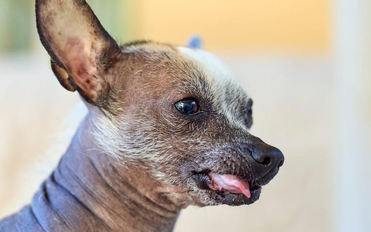 Chinese Crested — gallery 2